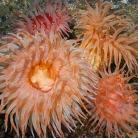 Дайвинг на Баренцевом море.  RuDIVE. Автор фото Дмитрий Портнов