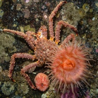 Дайвинг на Баренцевом море.  RuDIVE. Автор фото Дмитрий Портнов