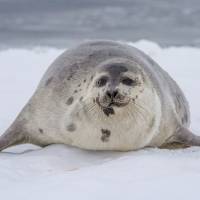 Наблюдение за бельками. Гренландский тюлень. Автор фото Илья Труханов. Тур RuDIVE  
