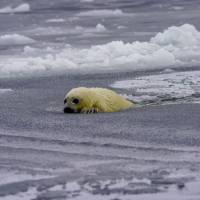 Наблюдение за бельками. Автор фото Илья Труханов. Тур RuDIVE  