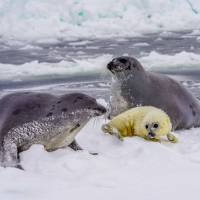 Наблюдение за бельками. Автор фото Илья Труханов. Тур RuDIVE  