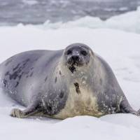 Наблюдение за бельками. Гренландский тюлень. Автор фото Илья Труханов. Тур RuDIVE  