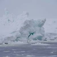 Наблюдение за бельками. Белое море. Автор фото Илья Труханов. Тур RuDIVE  