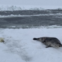 Гренландский тюлень и белёк. Экспедиция RuDIVE «Бельки Белого моря - 2019»