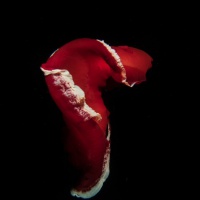 Красное море, Фери Шоалс. Испанский танцор. Автор фото Дмитрий Портнов. Фотобанк RuDIVE