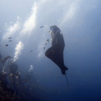 Дайвинг-путешествие RuDIVE на Раджа Ампат. Автор фото Илья Труханов 