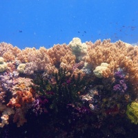 Коралловый риф. Дайвинг-путешествие RuDIVE на Раджа Ампат. Автор фото Илья Труханов 
