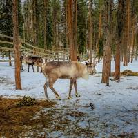 Дайв-центр "Полярный круг". Прогулка в зимнем лесу. Автор фото Илья Труханов. RuDIVE