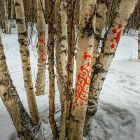 Дайв-центр "Полярный круг". Прогулка в лесу. Автор фото Илья Труханов. RuDIVE