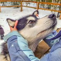 Дайв-центр "Полярный круг". Экскурсия в питомник хаски. Автор фото Илья Труханов. RuDIVE