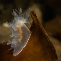 Подледный дайвинг на Белом море. Дайв-центр "Полярный круг". RuDIVE. Автор фото Дмитрий Портнов