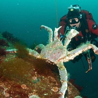 Дайвинг в России, Баренцево море. Камчатский краб. Фотобанк RuDIVE