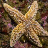 Подводный мир Баренцева моря. Морская звезда. Фотобанк RuDIVE 