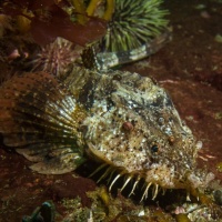 Подводный мир Баренцева моря. Фотобанк RuDIVE 