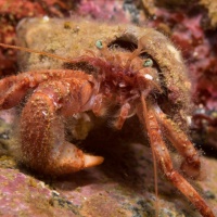 Подводный мир Баренцева моря. Фотобанк RuDIVE 