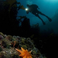 Дайвинг в России, Баренцево море. Фотобанк RuDIVE