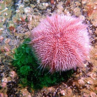 Подводный мир Баренцева моря. Фотобанк RuDIVE 