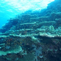 Египет, Красное море. Коралловый риф на острове Бразерс. Автор фото Андрей Туркенич
