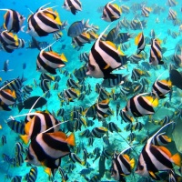 Стая рыб-бабочек на Мальдивах. Фотобанк RuDIVE