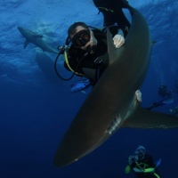 Дайвер обнимает шелковую акулу. Фотобанк RuDIVE