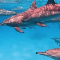 Дельфины Красного моря. Автор фото Елена Большакова. Фотобанк RuDIVE