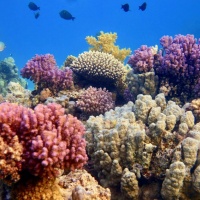 Коралловый риф в Красном море. Автор фото Илья Труханов. Фотобанк RuDIVE