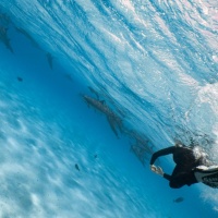 Сноркелинг с дельфинами в Красном море. Автор фото Анастасия Шмук. Фотобанк RuDIVE