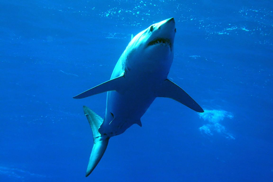 Акула мако опасна ли для человека. Акула мако. Рыба акула белая мако. Голубая акула. Семижаберная акула.