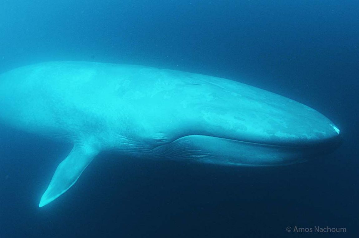 Жизнь синих китов. Синий кит. Голубой кит. Синий кит животное. Взрослый кит.