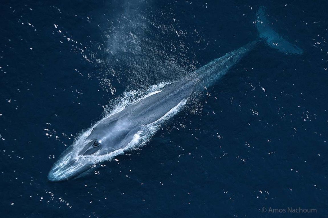 Жизнь синих китов. Синий кит. Голубой кит. Гигантский кит. Кит вид сверху.
