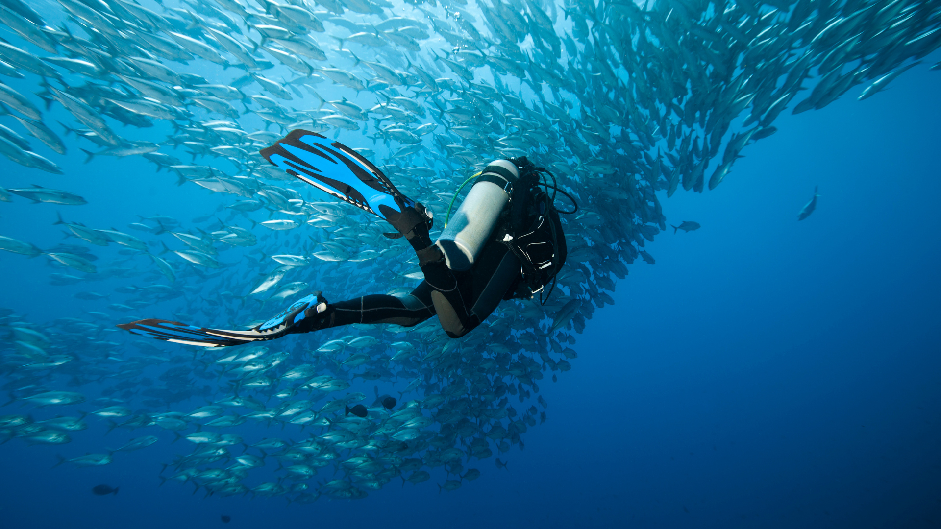 Курс Divemaster PADI