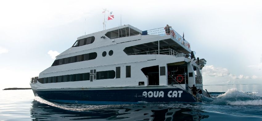 Aqua Cat
