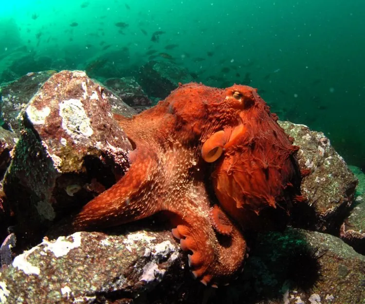 География и особенности моря